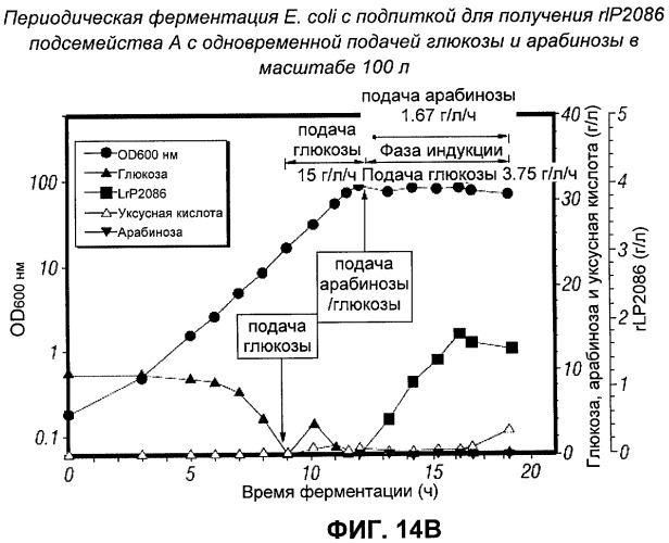 Процесс периодической ферментации с подпиткой при высокой плотности клеток для получения рекомбинантного белка (патент 2451070)