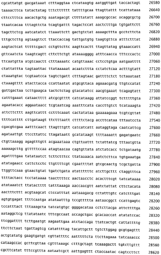 Бактериофаг, обладающий активностью против pseudomonas aeruginosa, белки бактериофага и способы их применения (патент 2580248)