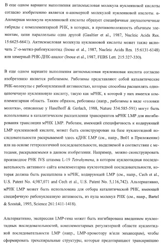 Молекулы нуклеиновых кислот, кодирующие wrinkled1-подобные полипептиды, и способы их применения в растениях (патент 2385347)