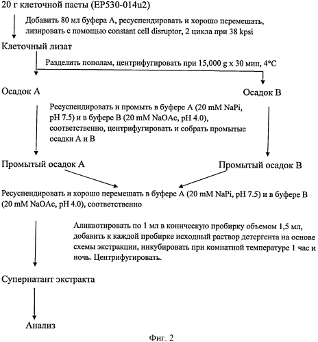 Способ получения растворимого рекомбинантного белка интерферона без денатурирования (патент 2573909)