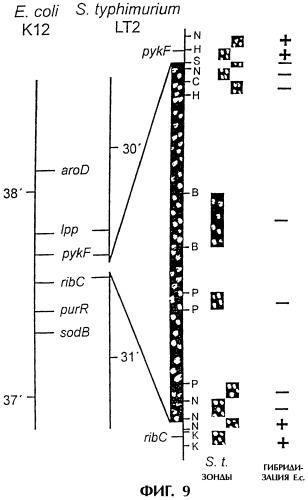 Vgc2 днк salmonella typhimurium, мутантная бактерия, обладающая пониженной способностью к адаптации к условиям окружающей среды, и способ ее получения (патент 2370541)