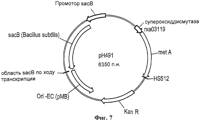 Рекомбинантные микроорганизмы, продуцирующие метионин (патент 2447146)