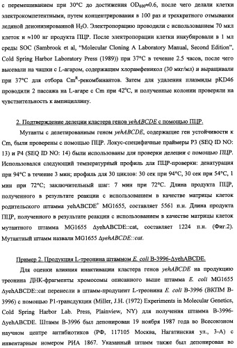 Способ получения l-треонина и l-аргинина с использованием бактерии, принадлежащей к роду escherichia, в которой инактивирован кластер генов yehabcde (патент 2337960)