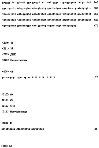 Ген синтеза клеточной стенки грибков (патент 2286387)