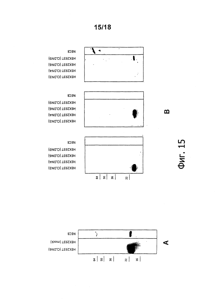 Лечение рака при помощи направленных на мишень антител in vivo (патент 2642305)