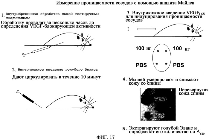 Ингибиторы рецепторов фактора роста эндотелия сосудов типа 2 (патент 2402567)