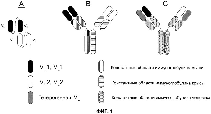 Легковыделяемые биспецифические антитела с природным иммуноглобулиновым форматом (патент 2522002)