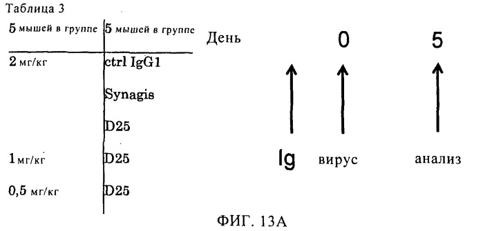 Рсв-специфичные связывающие молекулы и средства для их получения (патент 2527067)