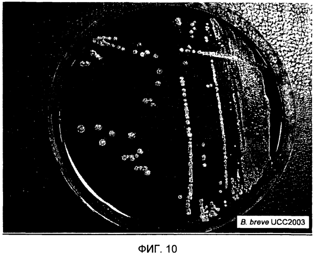 Пробиотическая бифидобактерия bifidobacterium longum (патент 2570557)