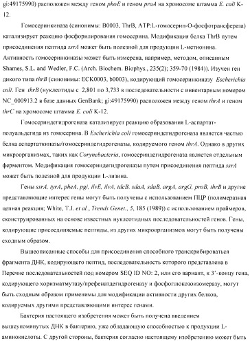 Способ получения аминокислот с использованием бактерии, принадлежащей к роду escherichia (патент 2396336)