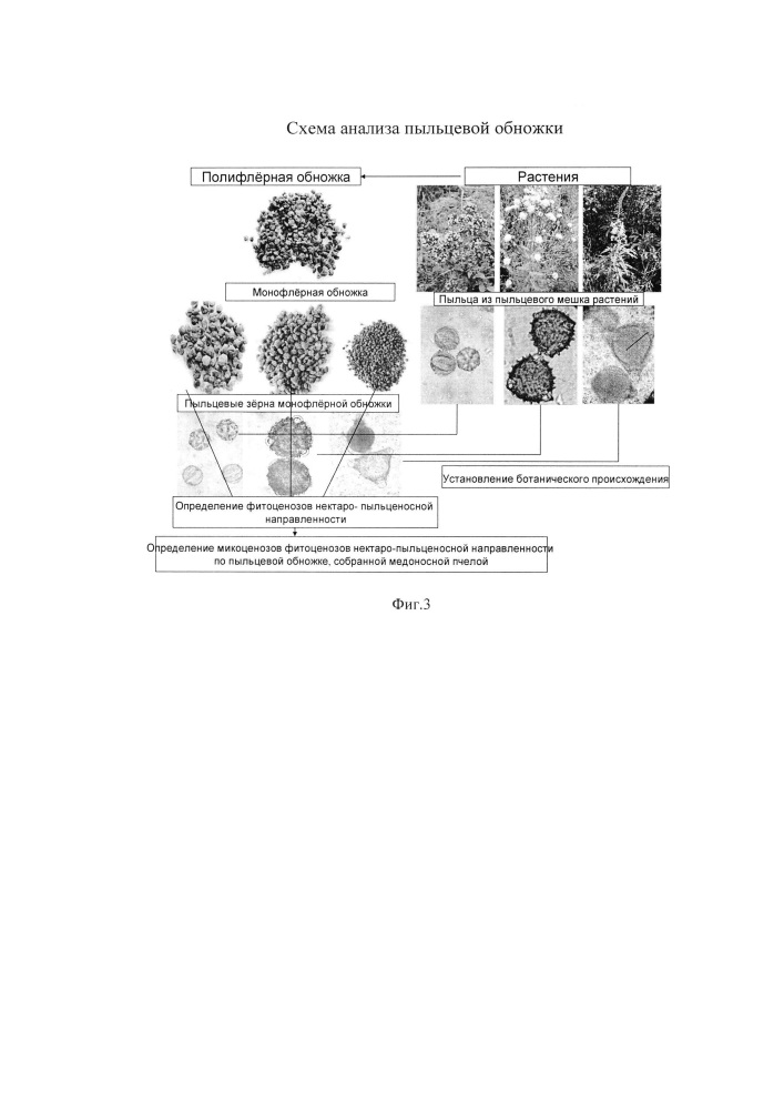 Способ определения микоценозов фитоценозов нектаро-пыльценосной направленности по пыльцевой обножке, собранной apis mellifera (патент 2626737)