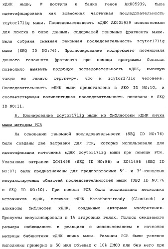 Новый лиганд рецептора цитокина zcytor17 (патент 2360923)