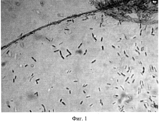 Штамм бактерии komagataeibacter xylinus - продуцент бактериальной целлюлозы (патент 2568605)