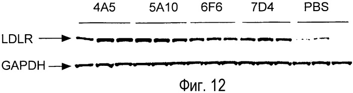 Антагонисты pcsk9 (патент 2528735)