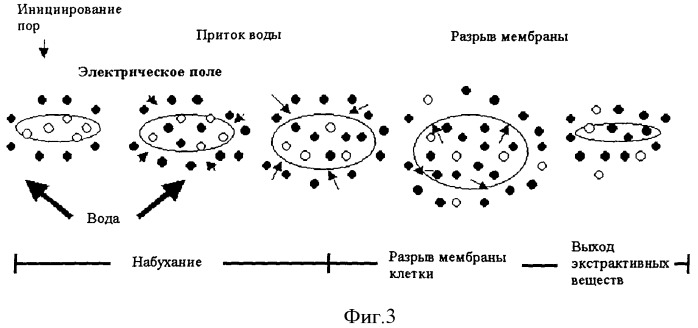 Способ получения водорастворимых полисахаридов из scorzonera hispanica l. (патент 2393869)