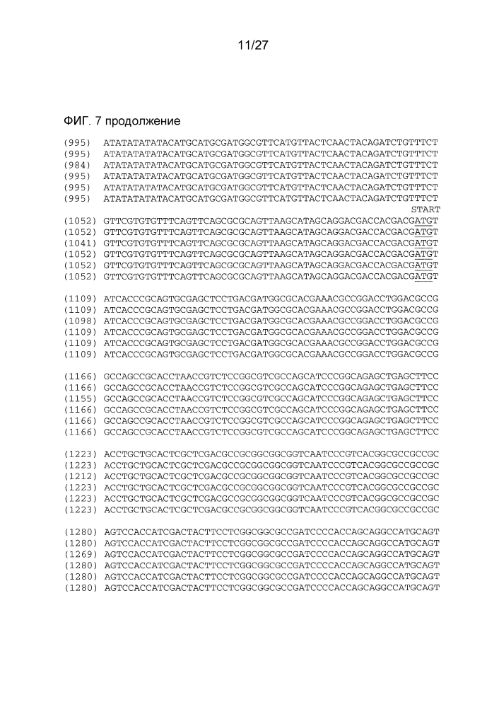 Ген-восстановитель rf4 для цитоплазматической мужской стерильности (cms) c-типа кукурузы, молекулярные маркеры и их применение (патент 2603005)