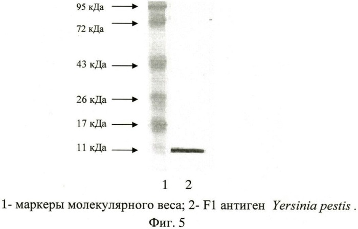 Штамм гибридных клеток животных mus musculus 10g4 - продуцент моноклональных антител, специфичных к капсульному fl антигену yersinia pestis (патент 2460787)