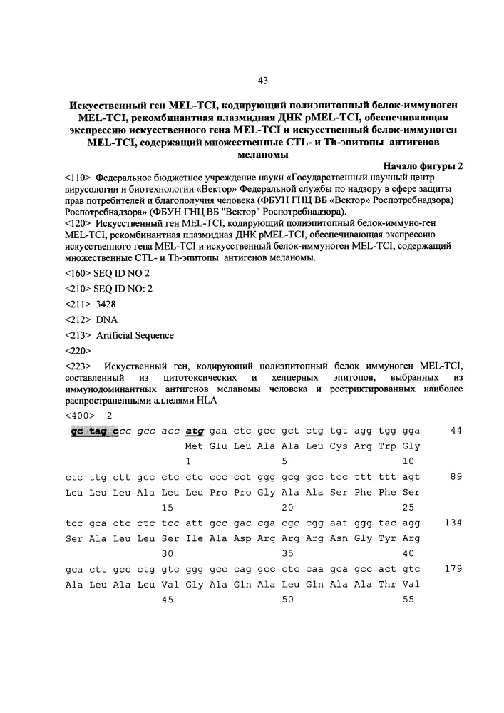 Искусственный ген mel-tci, кодирующий полиэпитопный белок-иммуноген mel-tci, рекомбинантная плазмидная днк pmel-tci, обеспечивающая экспрессию искусственного гена mel-tci и искусственный белок-иммуноген mel-tci, содержащий ctl- и th-эпитопы антигенов меланомы, рестриктированные множественными аллелями hla i и ii класса (патент 2650872)