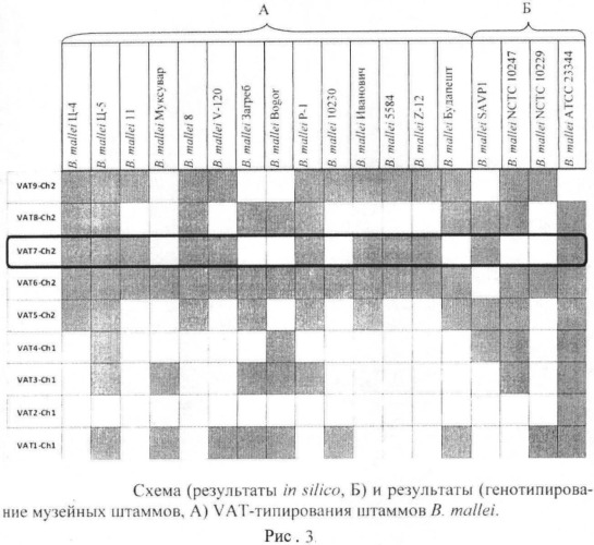 Олигонуклеотидные праймеры bmvat7-ch2s/bmvat7-ch2as для обнаружения фрагмента дифференциации вмаа0871 штаммов возбудителя сапа (патент 2478713)