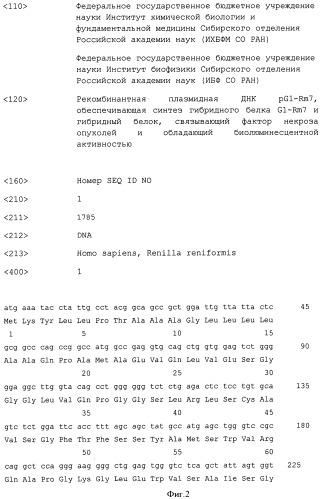 Рекомбинантная плазмидная днк pg1-rm7, обеспечивающая синтез гибридного белка g1-rm7, и гибридный белок, связывающий фактор некроза опухолей и обладающий биолюминесцентной активностью (патент 2513686)