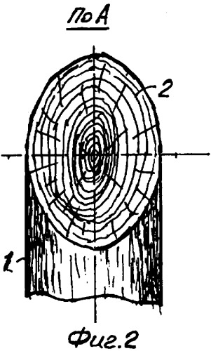 Способ измерения годичных слоев на срезе древесного растения (патент 2322797)
