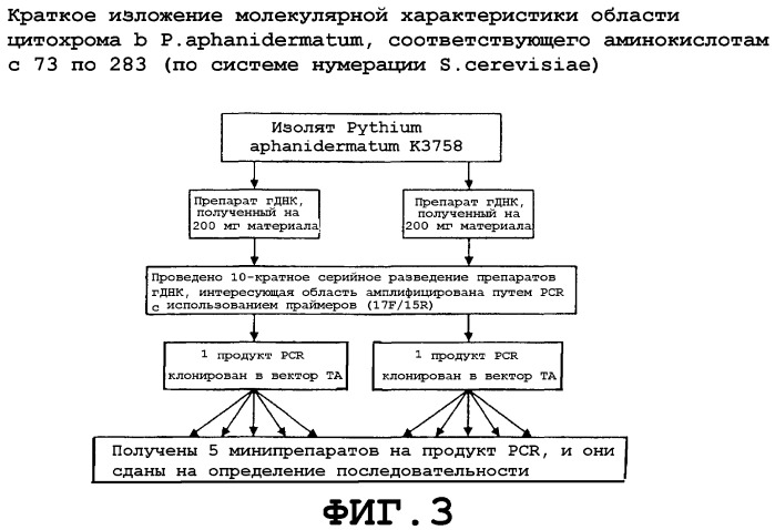Способ определения устойчивости грибного фитопатогена, аллельспецифический праймер и набор (патент 2296162)