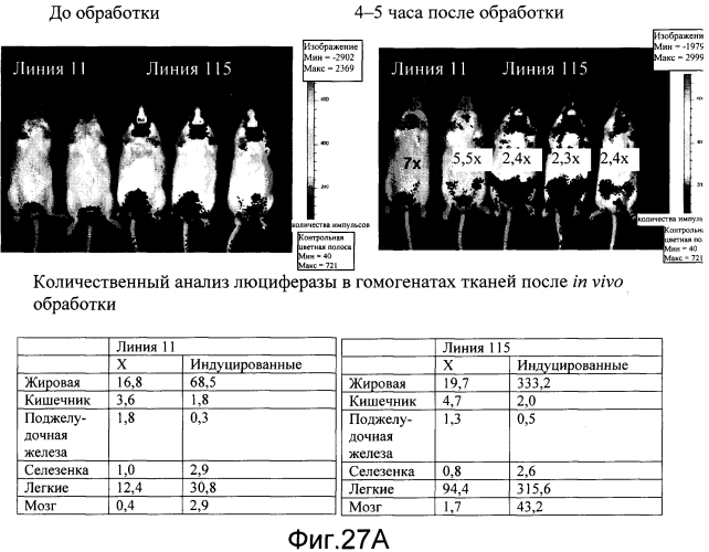 Трансгенное животное, отличное от человека, и его применения (патент 2579701)