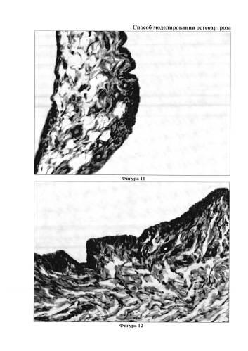 Способ моделирования остеоартроза (патент 2587039)