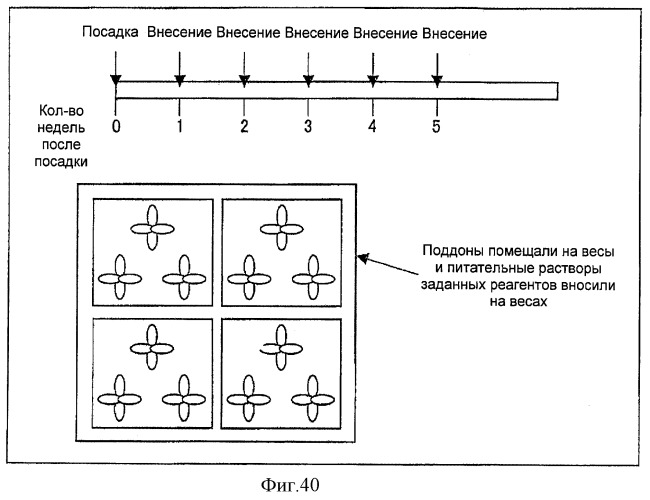 Регулятор роста растений и его применение (патент 2415573)