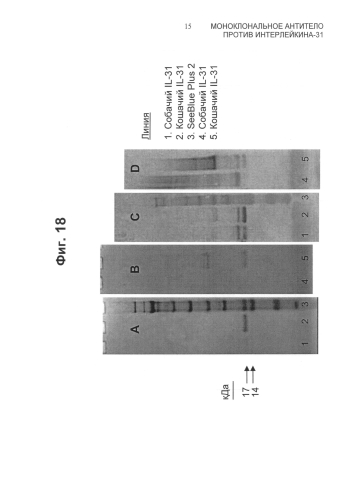 Моноклональное антитело против интерлейкина-31 (патент 2588462)