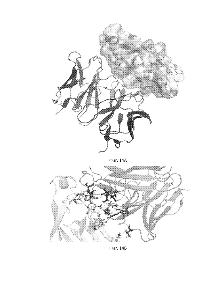 Моноклональное антитело к pd-l1 (патент 2665790)