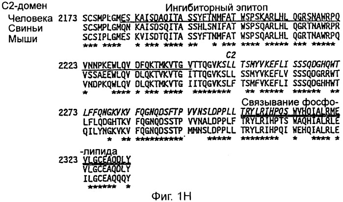 Рекомбинантная молекула днк, кодирующая модифицированный свиной фактор viii (pol 1212), экспрессирующие векторы, модифицированный свиной фактор viii, терапевтическая композиция, способы получения белка модифицированного свиного фактора viii (варианты) и линии клеток (варианты) (патент 2285724)