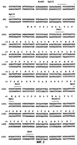 Предшественник инсулина, способ его получения и применение (патент 2283846)