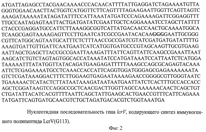 Нуклеотидная последовательность, кодирующая иммуногенный полипептид lcrv(g113), вызывающий защитный иммунный ответ против yersinia pestis; рекомбинантная плазмидная днк petv-i-3455, кодирующая иммуногенный полипептид lcrv(g113); рекомбинантный штамм escherichia coli bl21(de3)/petv-i-3455 - продуцент иммуногенного полипептида lcrv(g113); полипептид lcrv(g113) и способ его получения (патент 2439155)