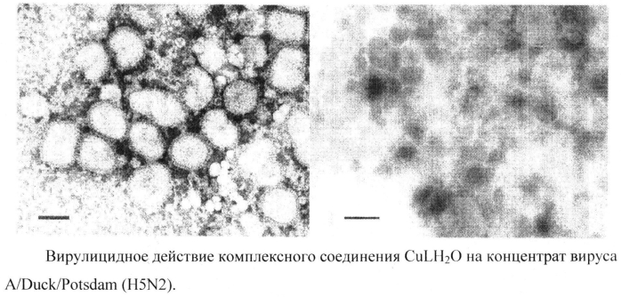 Средства на основе медь (ii) содержащего комплексного соединения дигидрокверцетина, обладающее противовирусной активностью (патент 2553627)