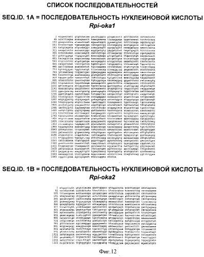 Гены и способы обеспечения устойчивости к фитофторозу пасленовых (патент 2511423)