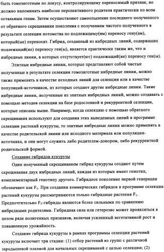 Вариант кукурузы mir604 (патент 2351122)