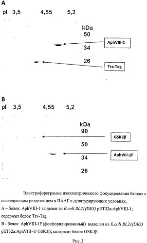 Тест-система для скрининга ингибиторов протеинкиназы gsk3β; человека (патент 2528059)