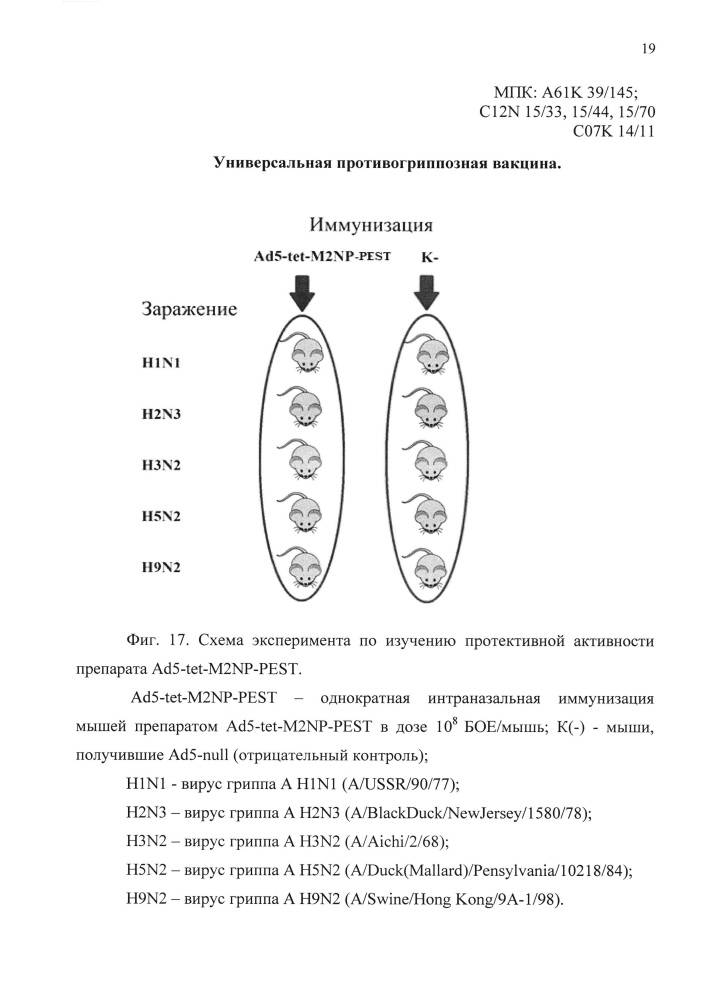 Универсальная противогриппозная вакцина (патент 2618918)