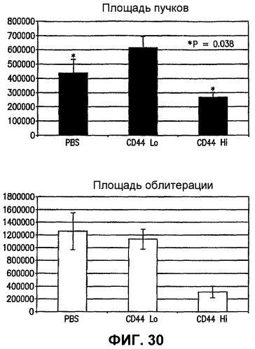 Изолированные популяции миелоидоподобных клеток костного мозга и способы лечения с ними (патент 2418856)