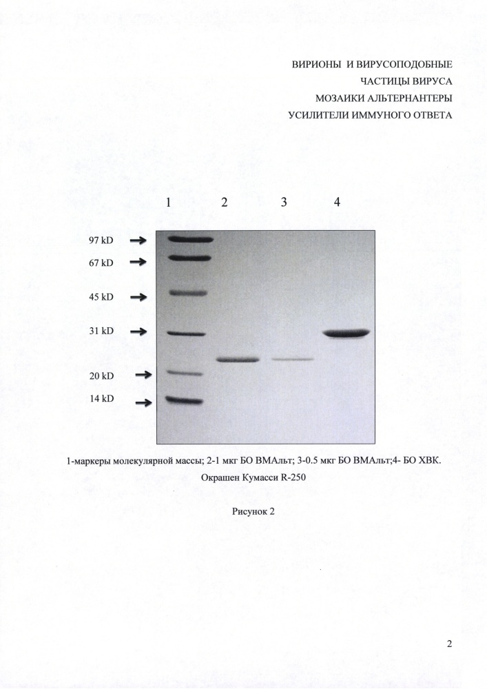 Вирионы и вирусоподобные частицы вируса мозаики альтернантеры как усилители иммунного ответа (патент 2639491)