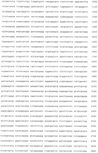 Pscaxcd3, cd19xcd3, c-metxcd3, эндосиалинxcd3, epcamxcd3, igf-1rxcd3 или fap-альфаxcd3 биспецифическое одноцепочечное антитело с межвидовой специфичностью (патент 2547600)