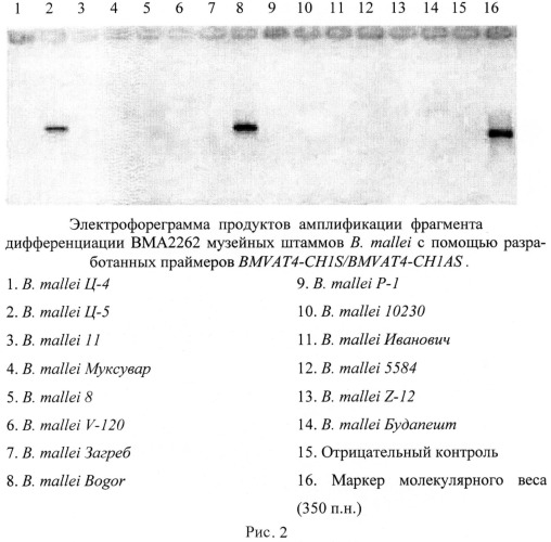 Олигонуклеотидные праймеры для генотипирования b. mallei методом полимеразной цепной реакции (патент 2474616)