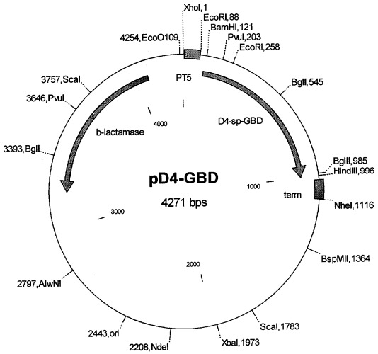 Рекомбинантная плазмида pd4spgbd, штамм escherichia coli - продуцент рекомбинантного белка d4-gbd, рекомбинантный белок d4-gbd и способ его получения, способ исследования связывания белка d4-gbd с антителами сывороток больных, способ получения специфических антител к белку d4-gbd (патент 2401305)