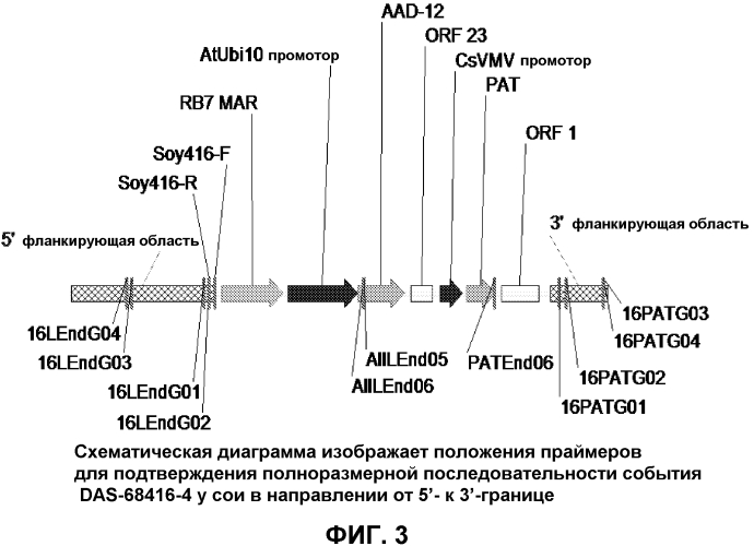 Детектирование aad-12-события 416 у сои (патент 2573898)