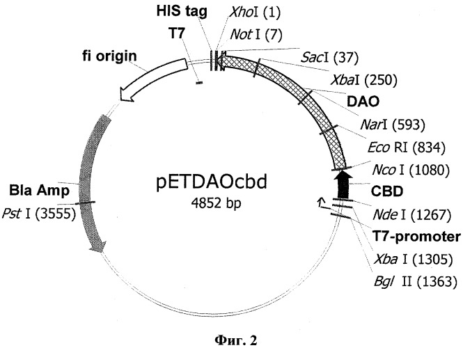Рекомбинантная днк, кодирующая функционально активный гибридный белок оксидазы d-аминокислот с хитинсвязывающим доменом (daocbd) рекомбинантная плазмида pvr1, обеспечивающая его синтез в клетках escherichia coli, и рекомбинантный штамм escherichia coli с 41(de3)/pvr1 - продуцент daocbd (патент 2310688)