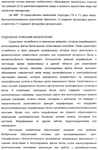 Селективная посттрансляционная модификация экспонируемых фагами полипептидов (патент 2459866)
