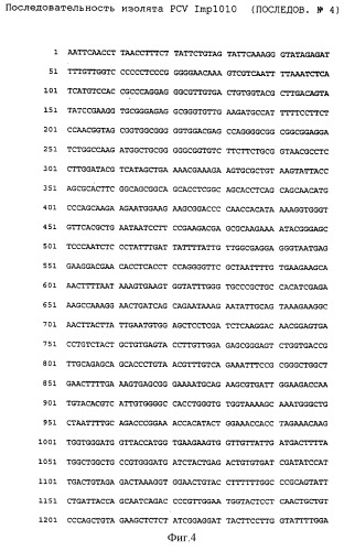 Цирковирус свиней типа ii и его применение (патент 2283862)