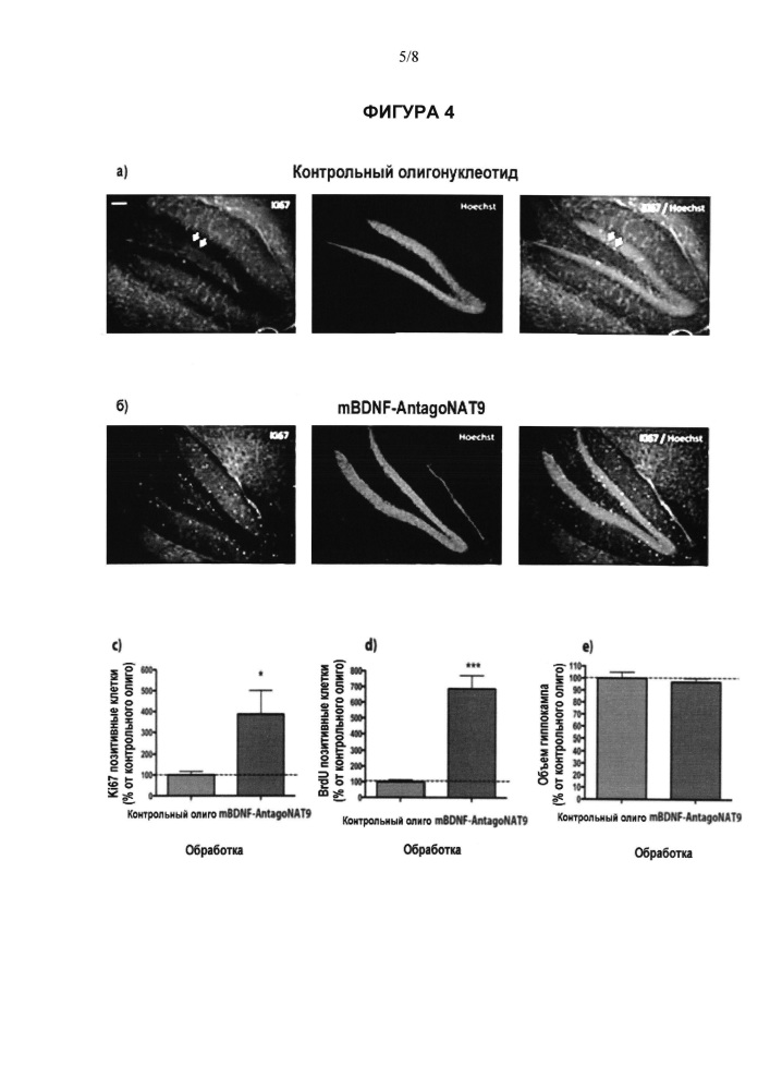 Лечение заболеваний, связанных с нейтрофическим фактором головного мозга (bdnf), путем ингибирования природного антисмыслового транскрипта bdnf (патент 2661104)