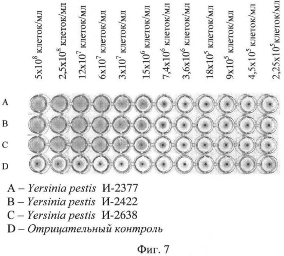 Штамм гибридных клеток животных mus musculus 2b8 - продуцент моноклональных антител, специфичных к v антигену yersinia pestis (патент 2478704)